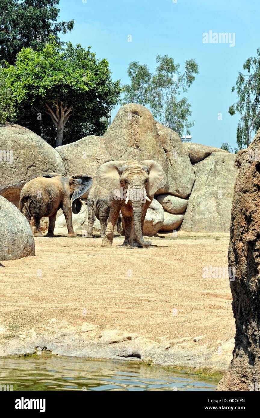 Dans l'éléphant d'environnement naturel. Banque D'Images