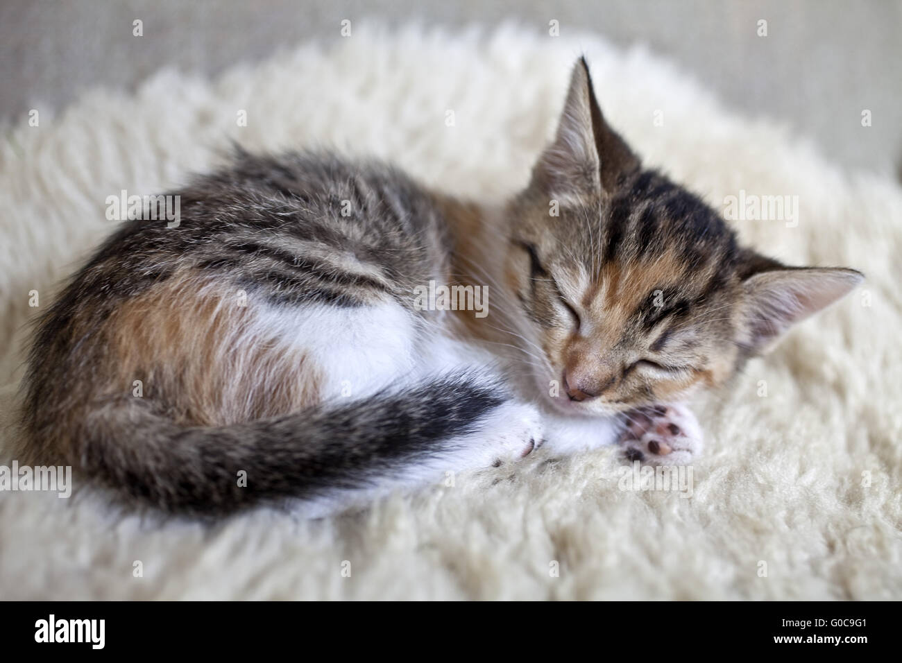 Chaton dort Banque D'Images