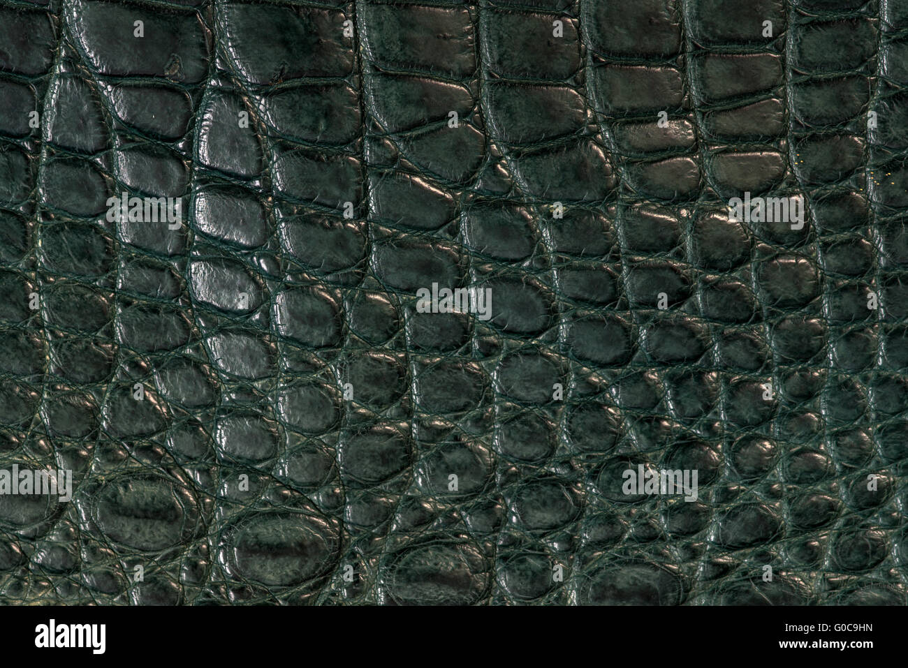 En cuir, Alligator, masquer, peaux de couleur verte Banque D'Images