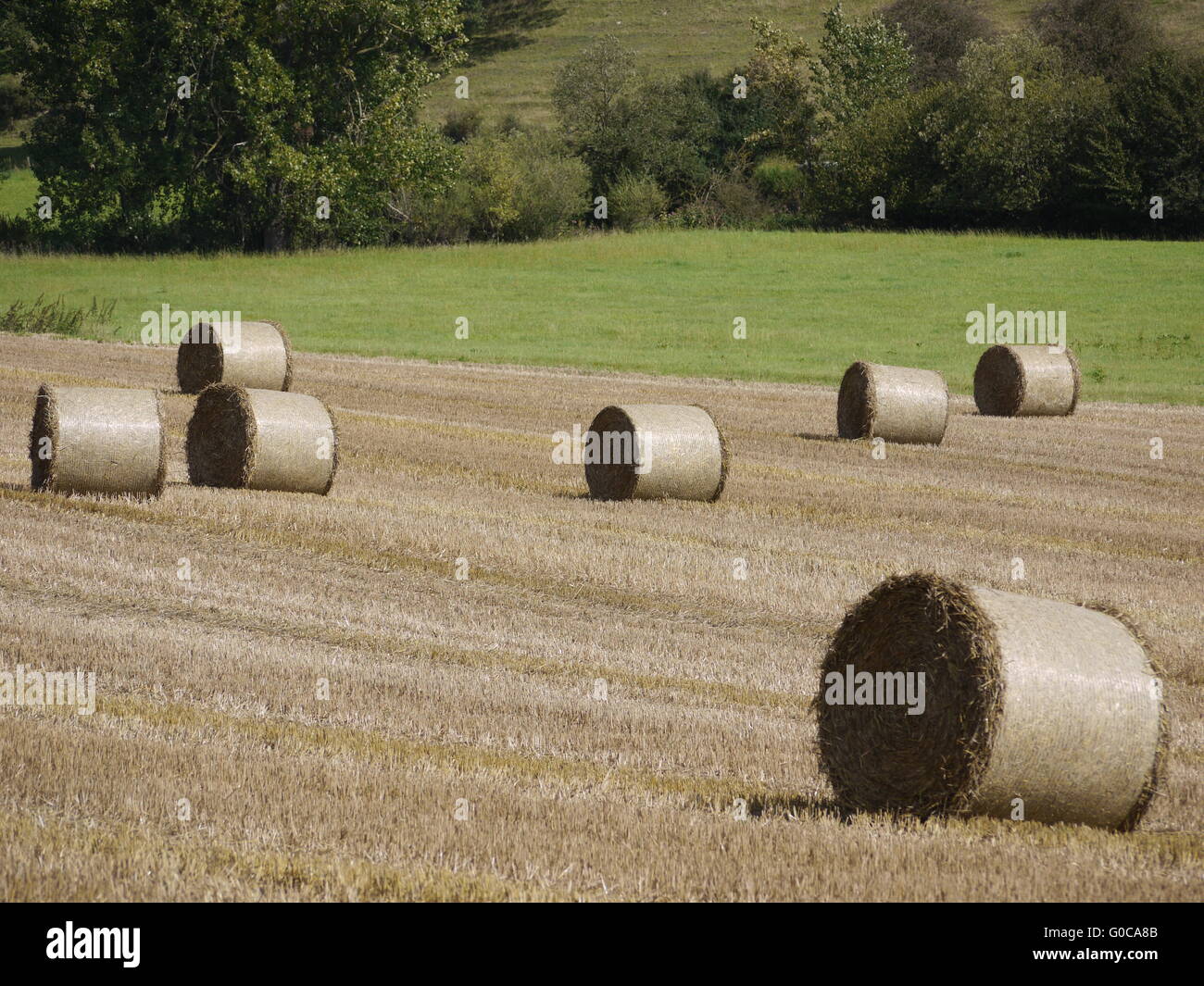 Balle de paille Banque D'Images