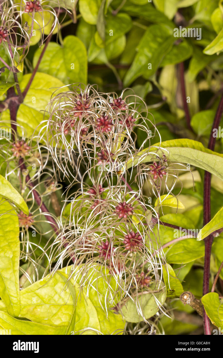 Clematis vitalba, Old Man's beard, Travellers Joy Banque D'Images