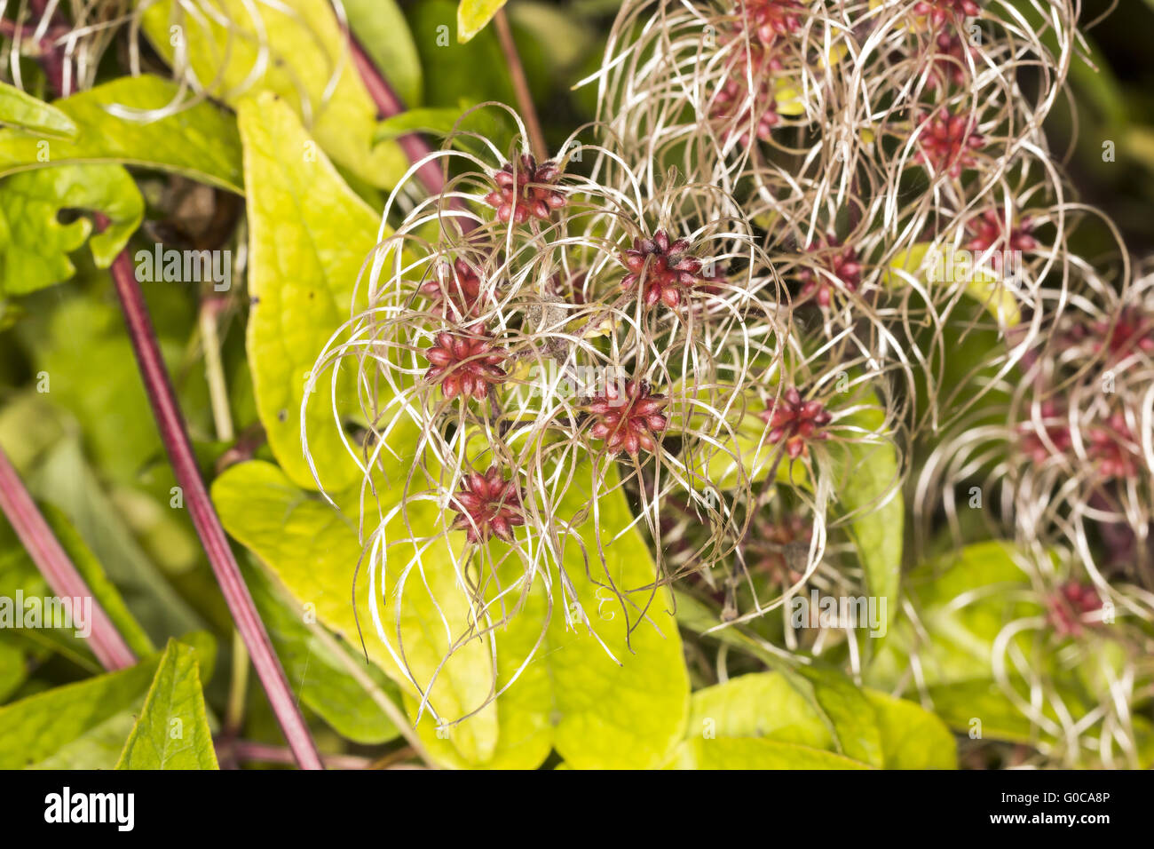 Clematis vitalba, Old Man's beard, Travellers Joy Banque D'Images