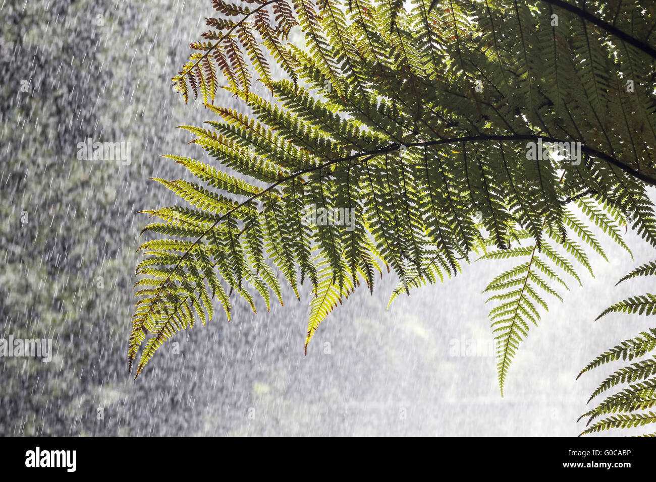 Dicksonia squarrosa, fougère arborescente, arbre élancé Banque D'Images