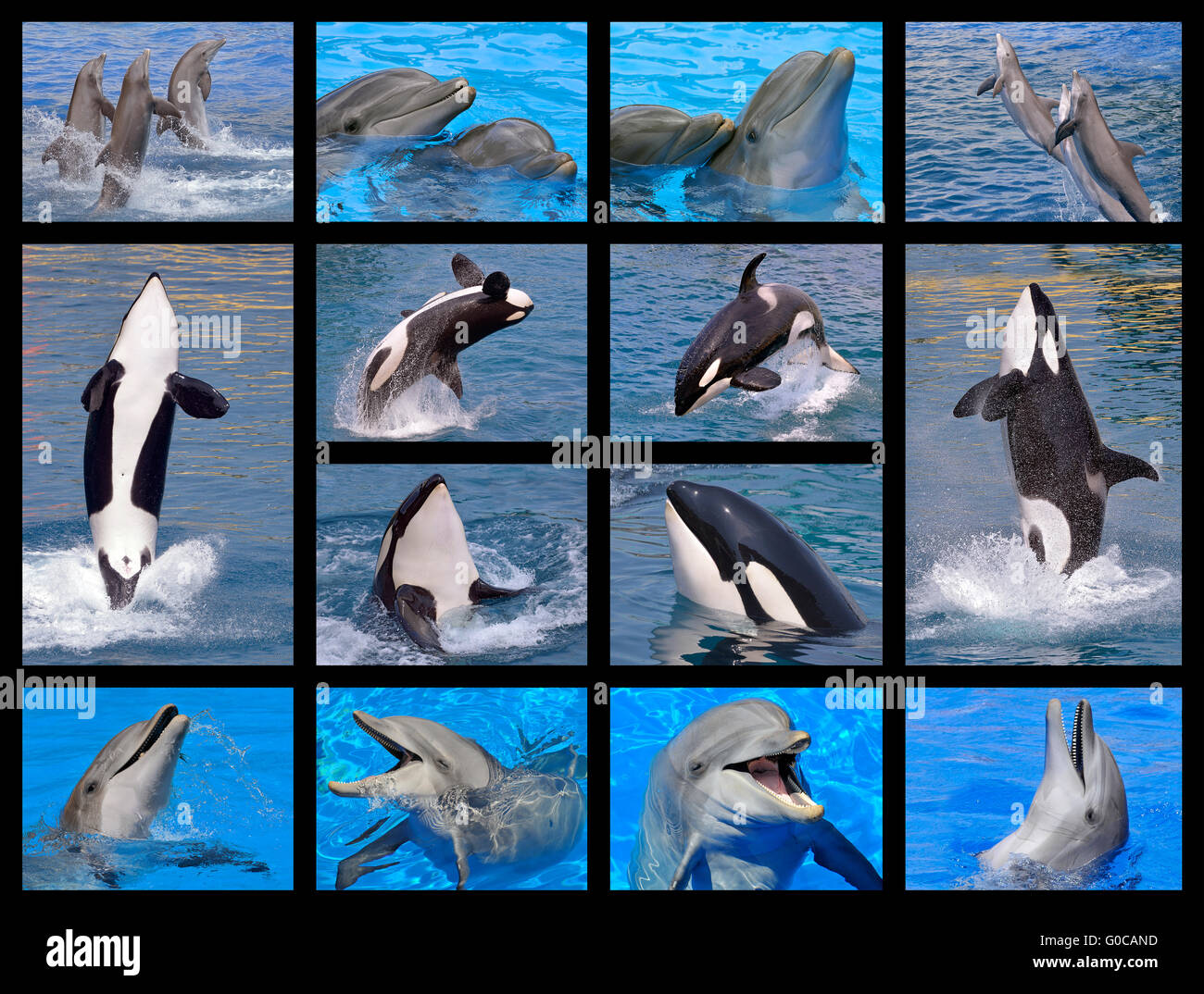 Mosaïque 14 photos de grands dauphins (Tursiops truncatus) et l'orque (Orcinus orca) Banque D'Images