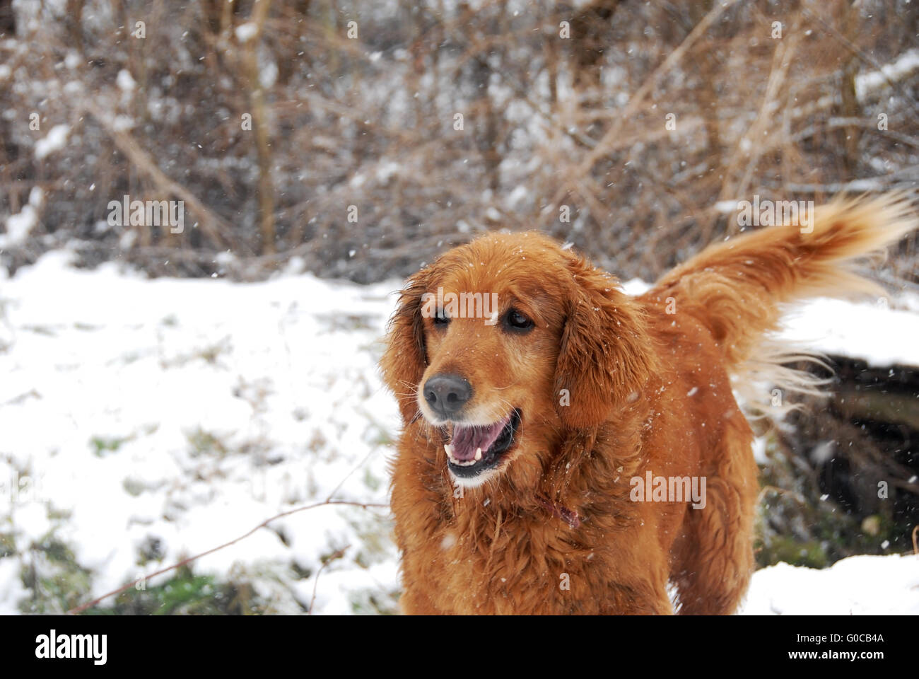 Golden retriever à neige Banque D'Images