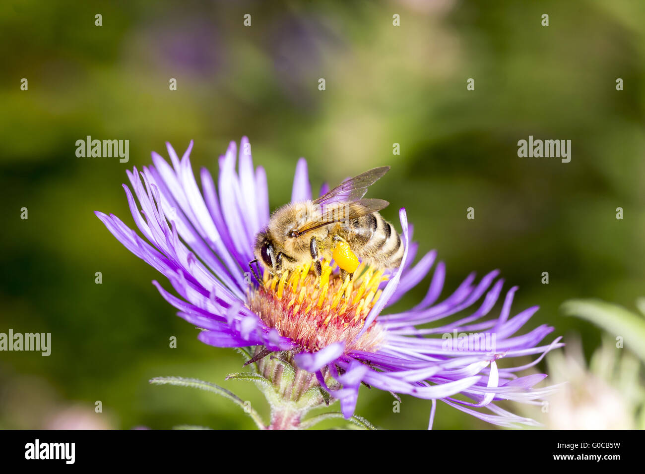 Aster novae-angliae, Michaelmas Daisy avec bee Banque D'Images