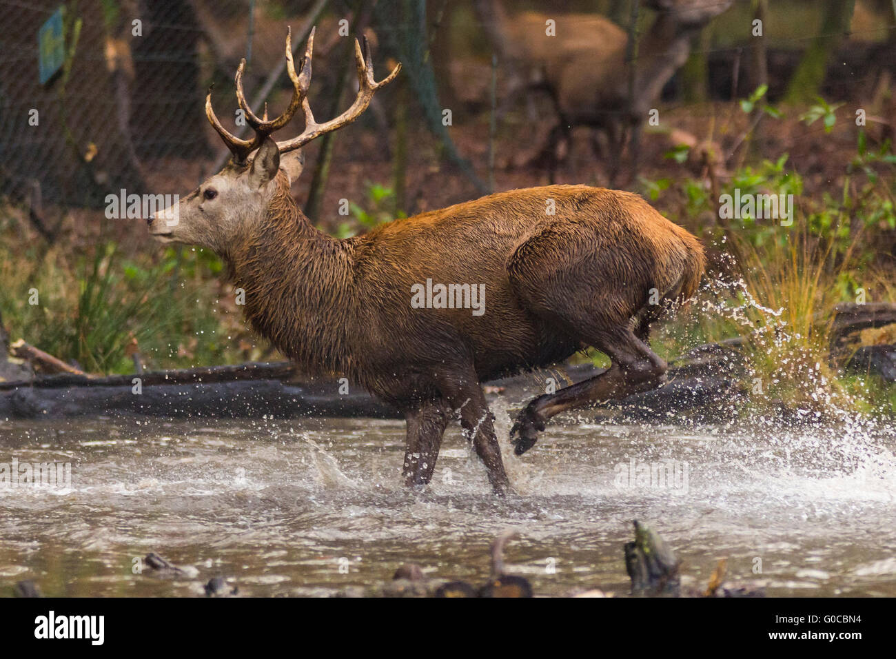 Red Deer (Cervus elaphus), Richmond Park, London Borough of Richmond upon Thames, Angleterre, Royaume-Uni Banque D'Images