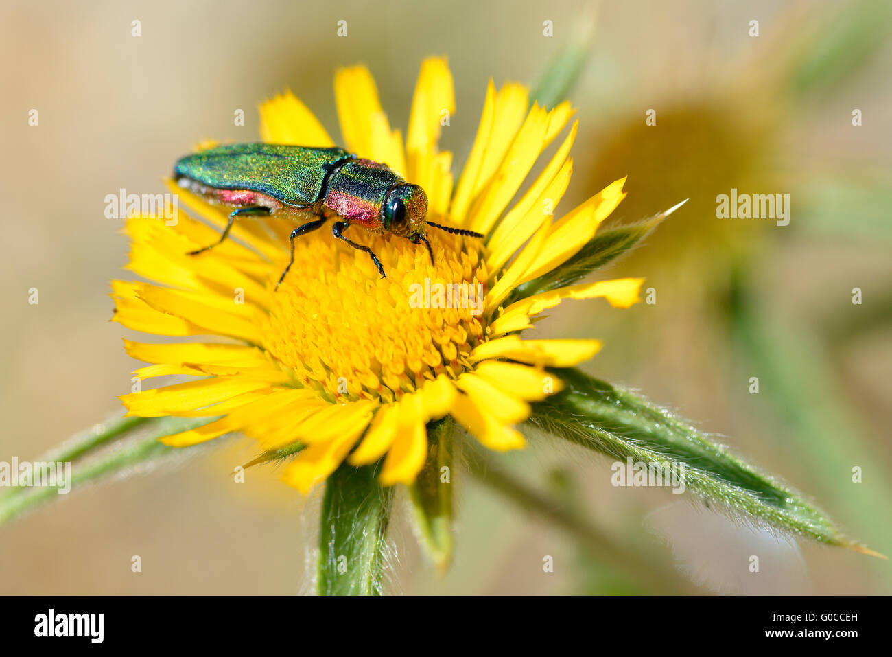 Jewel beetle macro (Buprestidae) sur fleur jaune Banque D'Images
