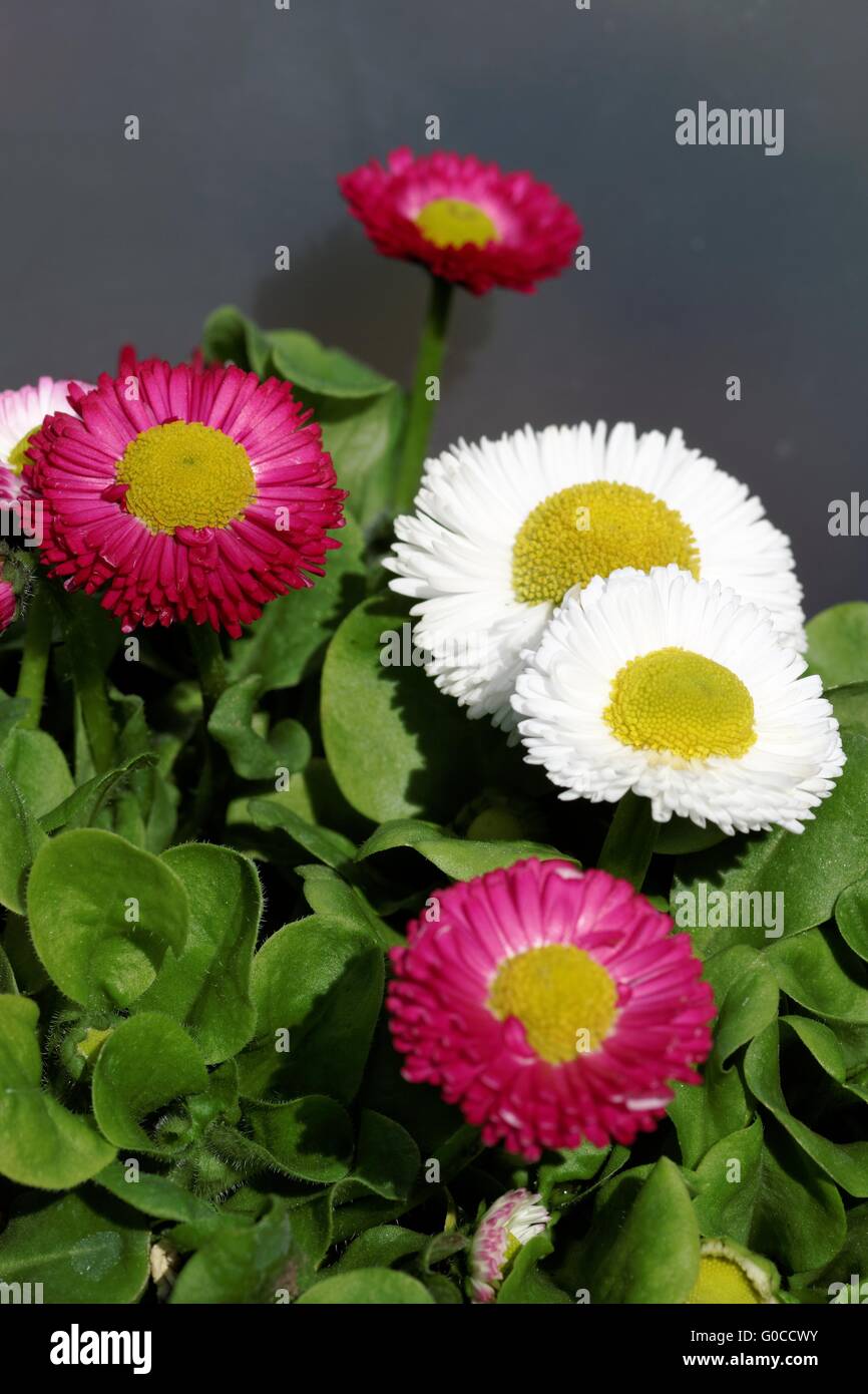 Bellis Banque D'Images