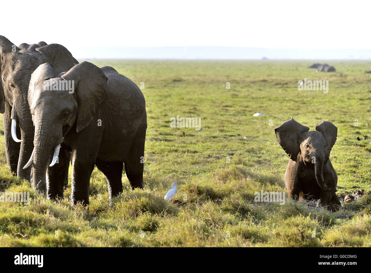 Les jeunes éléphants ludique bénéficie d'un bain de boue, Marais Banque D'Images