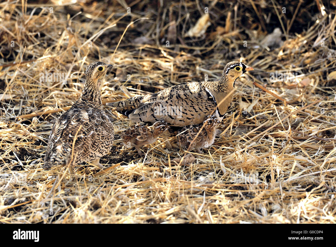 Sandgrouses avec de petits poulets camouflé, Kenya Banque D'Images