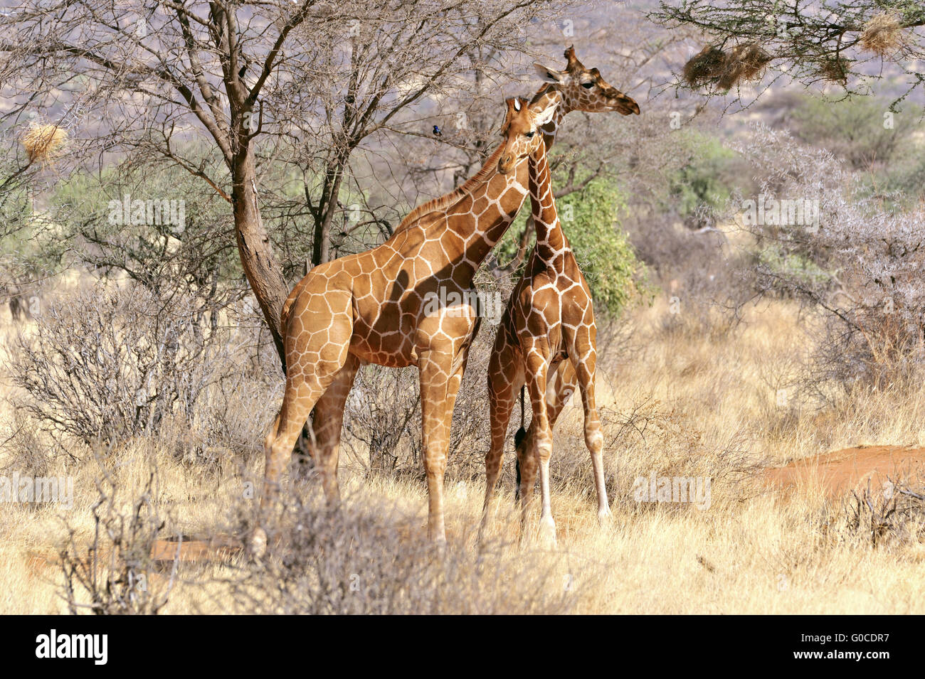 Les Girafes à Samburu Réserver nuzzle chaque autres Banque D'Images