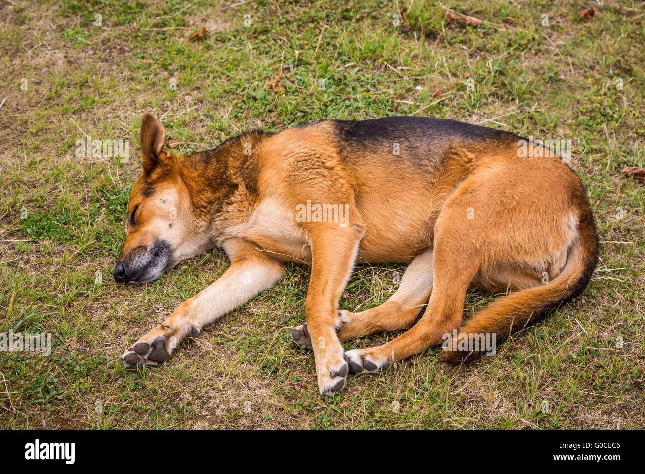 Un chien dormir sur l'herbe à Dalcahue, au Chili, en Amérique du Sud. Banque D'Images
