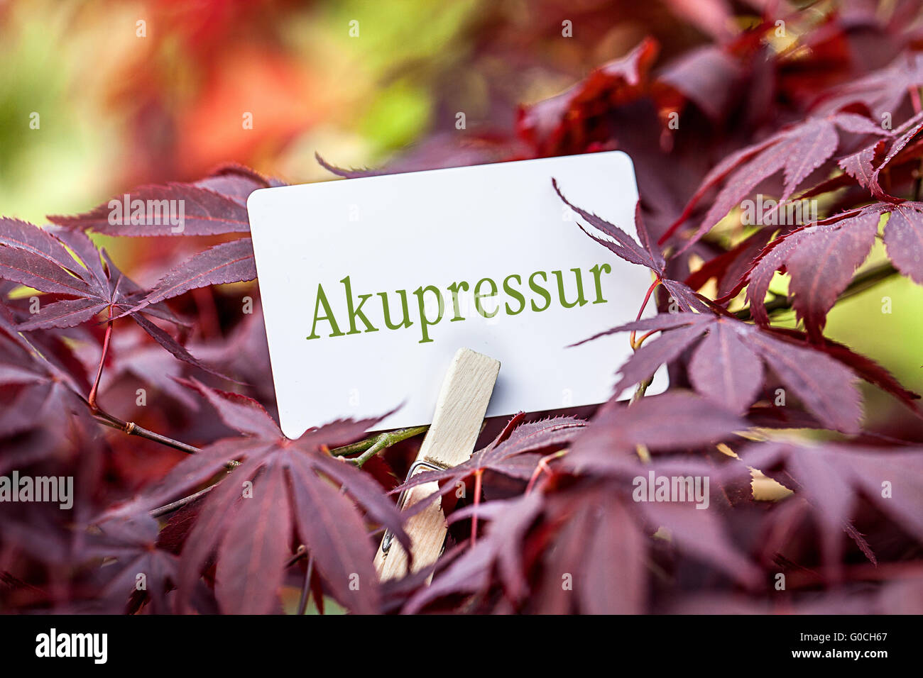 Le mot "Akupressur" dans un ventilateur-maple tree Banque D'Images