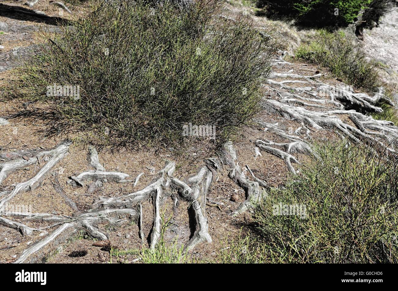 Sol de la forêt et les racines des arbres et buissons de bleuets Banque D'Images