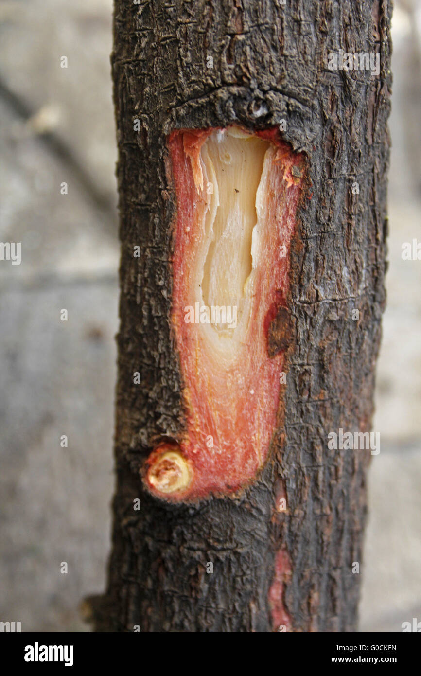 L'écorce de tronc de l'arbre Pterocarpus santalinus, santal rouge Banque D'Images