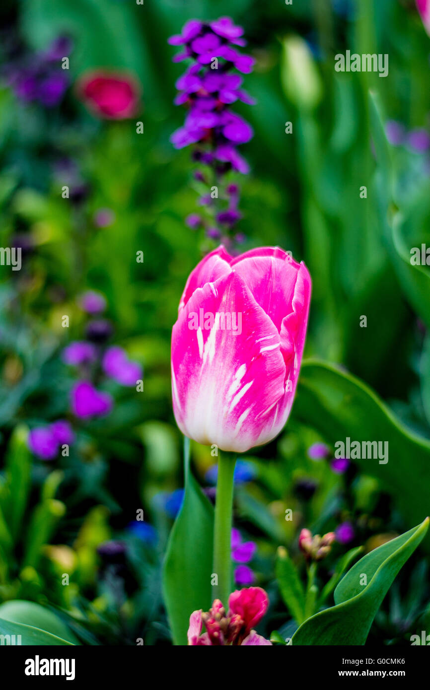 Tulip Dreamland au début du printemps Banque D'Images