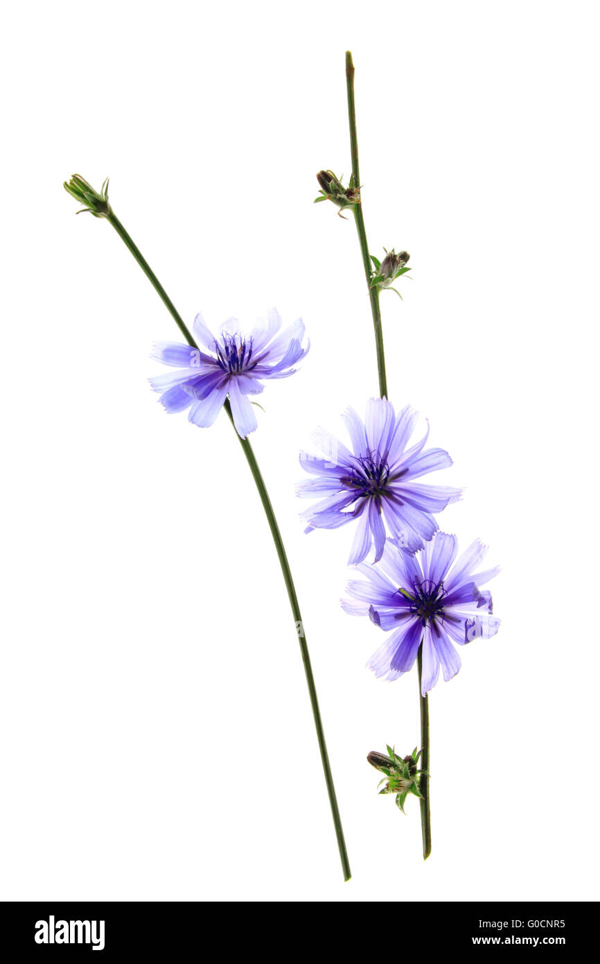 Chicorée Cichorium intybus (commune) Banque D'Images