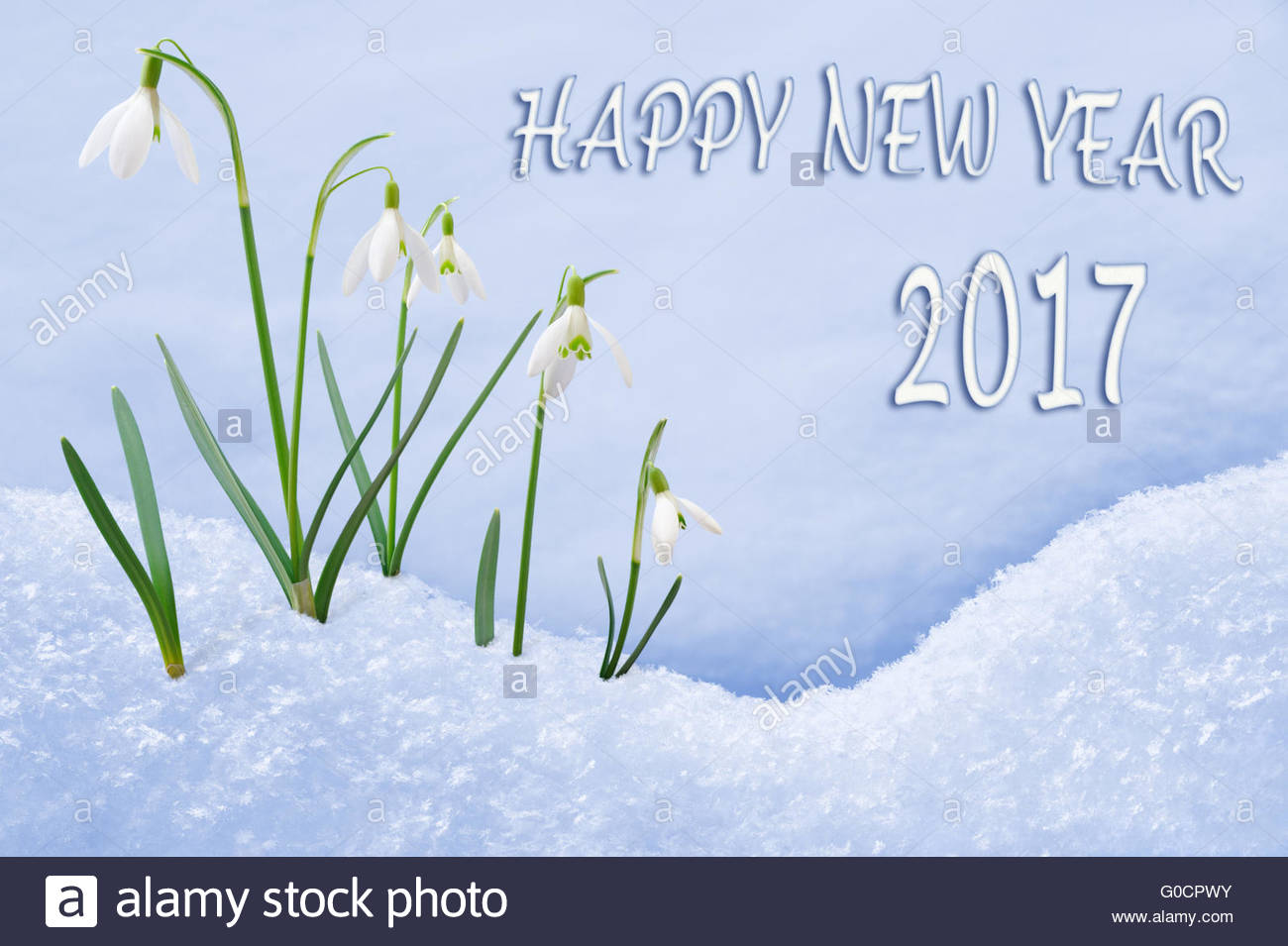 Carte De Vœux De Nouvel An 17 Groupe De Perce Neige Bonne Annee Texte En Anglais Photo Stock Alamy Carte De Vœux De Nouvel An 17 Groupe De Perce Neige Bonne Annee Texte En Anglais Photo Stock Alamy