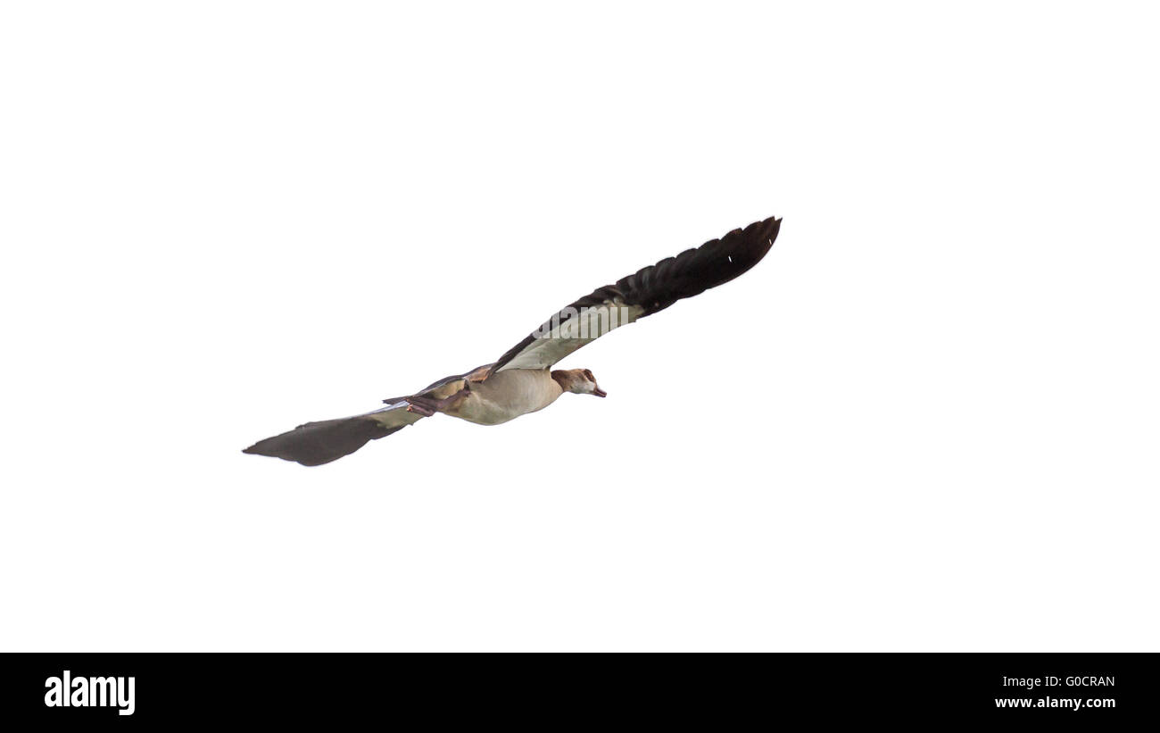 Egyptian goose en plein vol Banque D'Images
