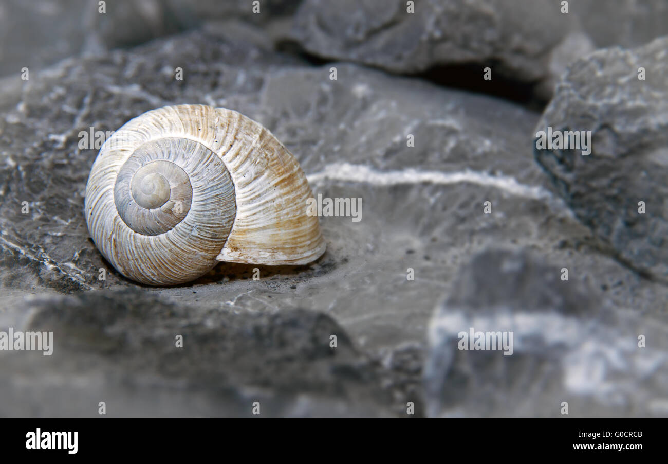 Escargot terrestre mort Banque de photographies et d’images à haute résolution Alamy