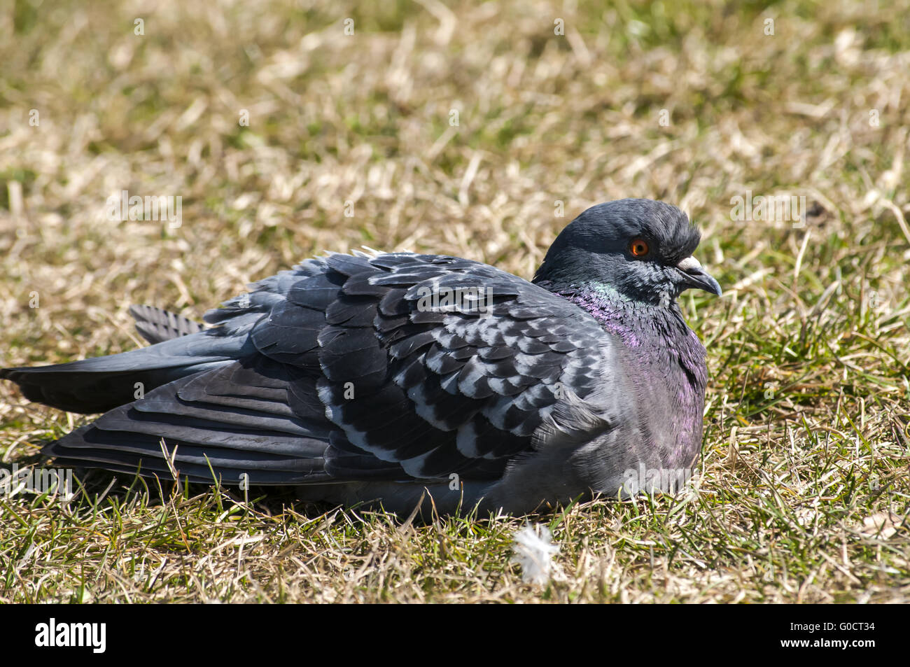 Rock pigeon colombe reposant sur le vert d'hiver gra Banque D'Images