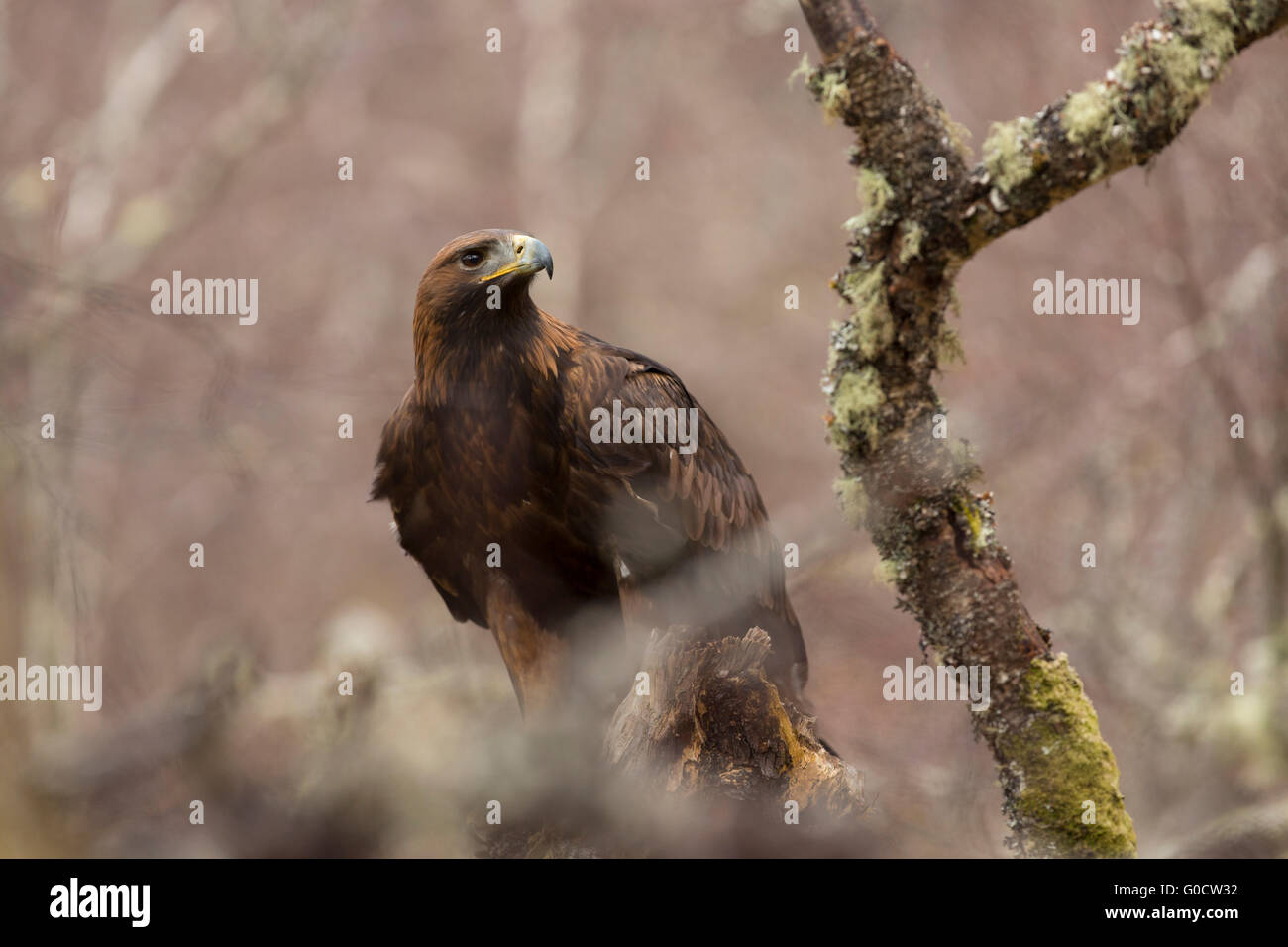 Golden Eagle Aquila chrysaetos ; seule l'Écosse, Royaume-Uni Banque D'Images