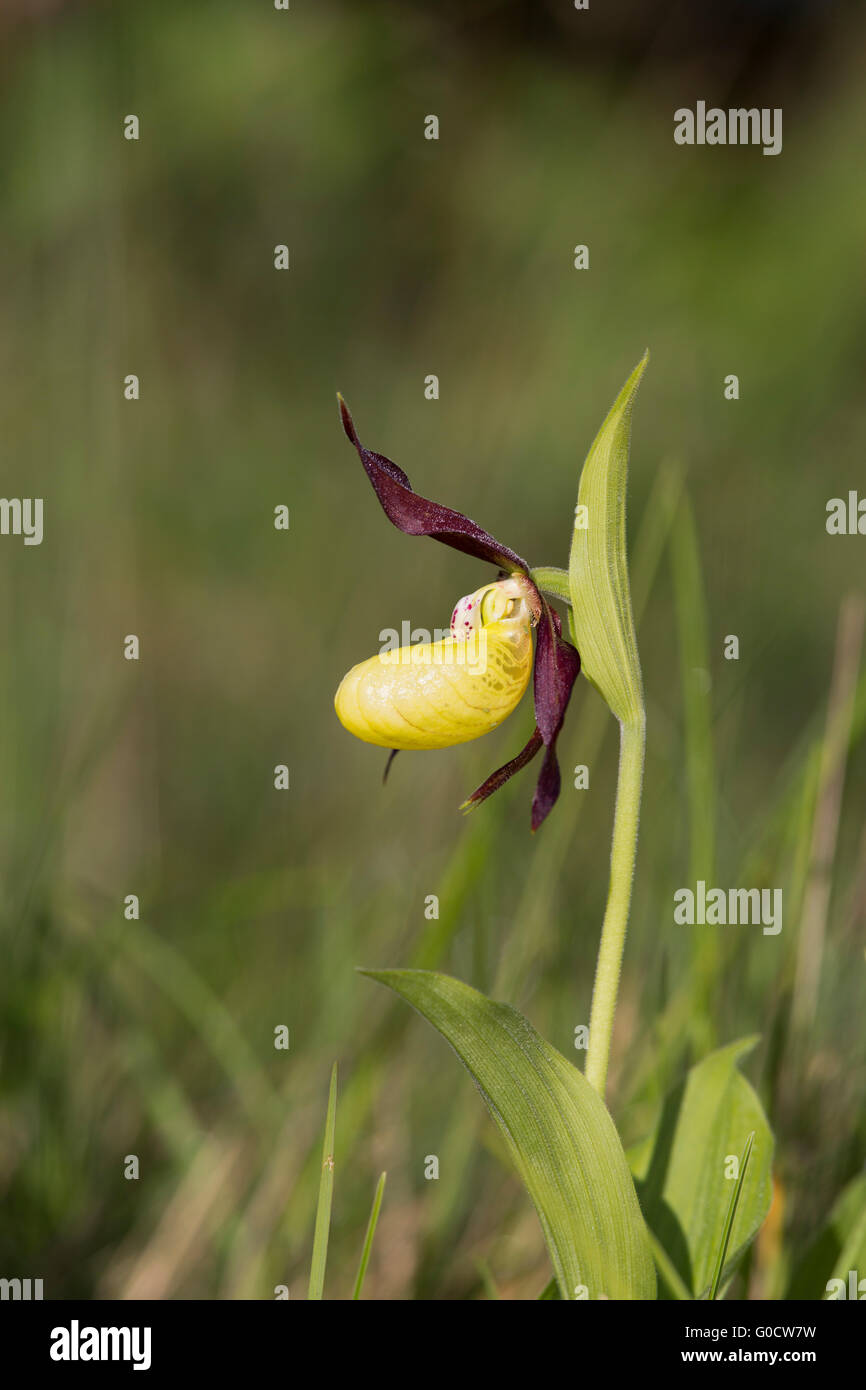 Lady's Slipper orchidée, fleur Cypripedium calceolus Cumbria UK ; Banque D'Images