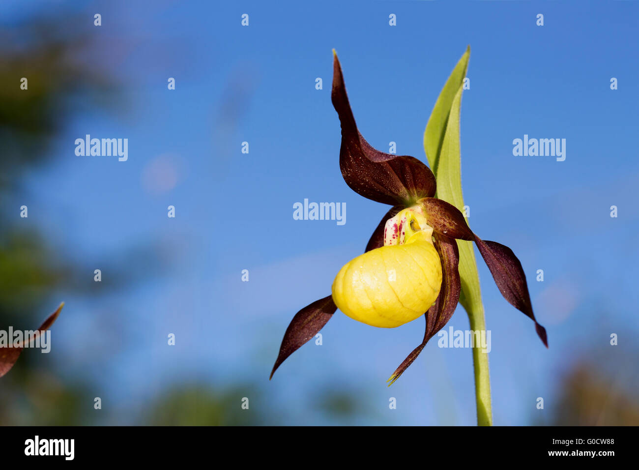 Lady's Slipper Orchid Cypripedium calceolus Flower Cumbria UK ; Banque D'Images