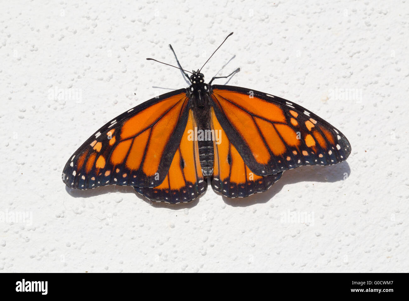 Papillon Monarque Danaus plexippus ; Homme célibataire UK Banque D'Images