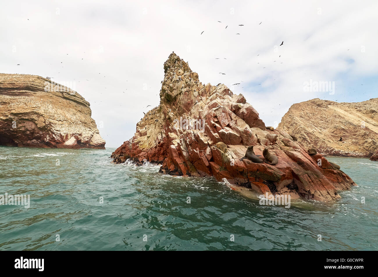 Lion sur Mer formation rocheuse Islas Ballestas, Paracas Banque D'Images