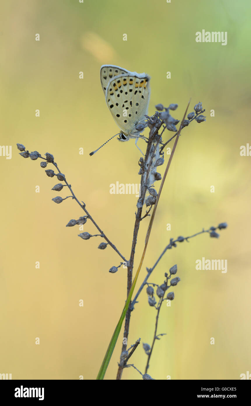 (Lycaena tityrus fuligineux) Banque D'Images