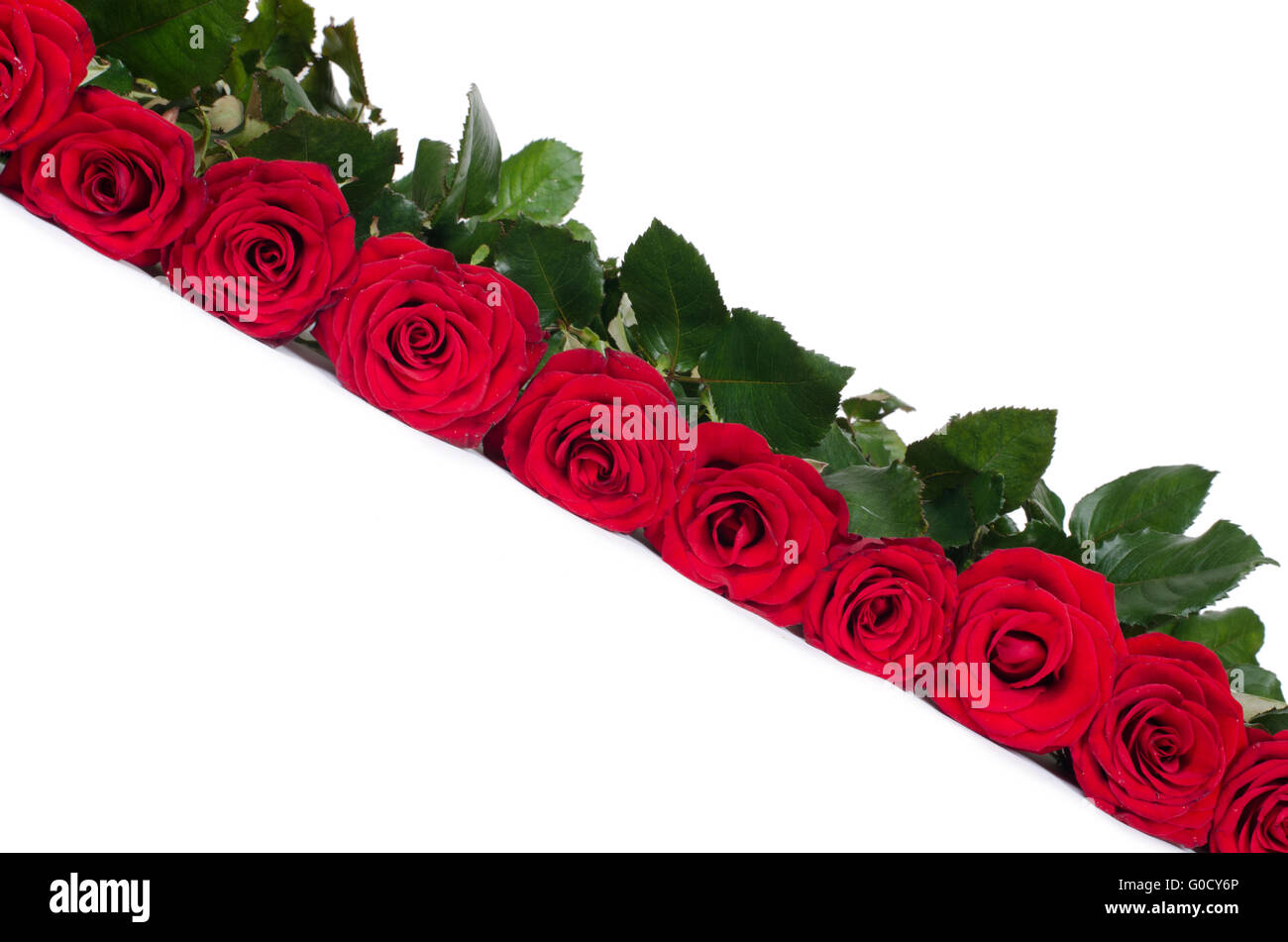 Bouquet de roses rouges isolé sur fond blanc Banque D'Images