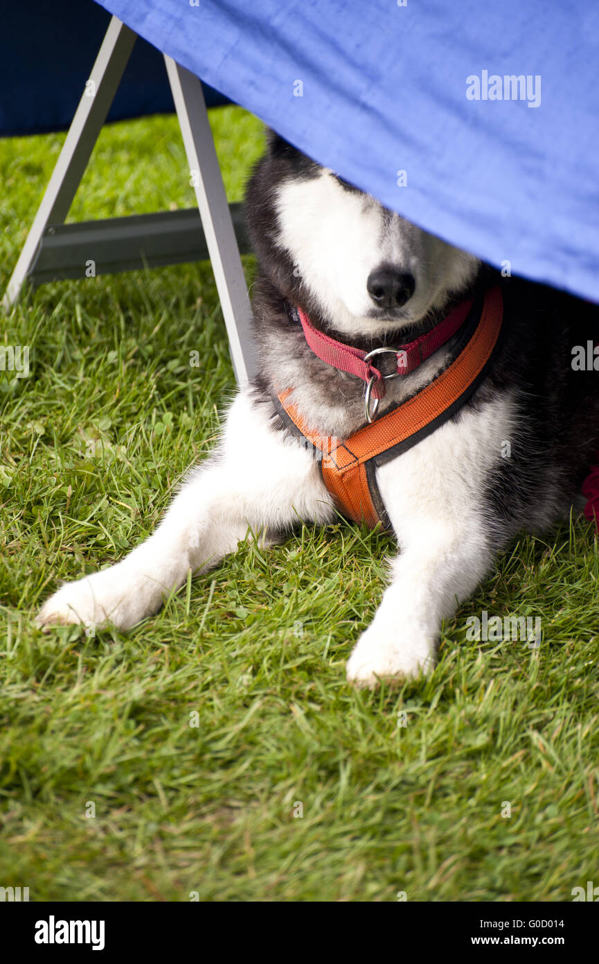 Chien de traîneau Banque D'Images