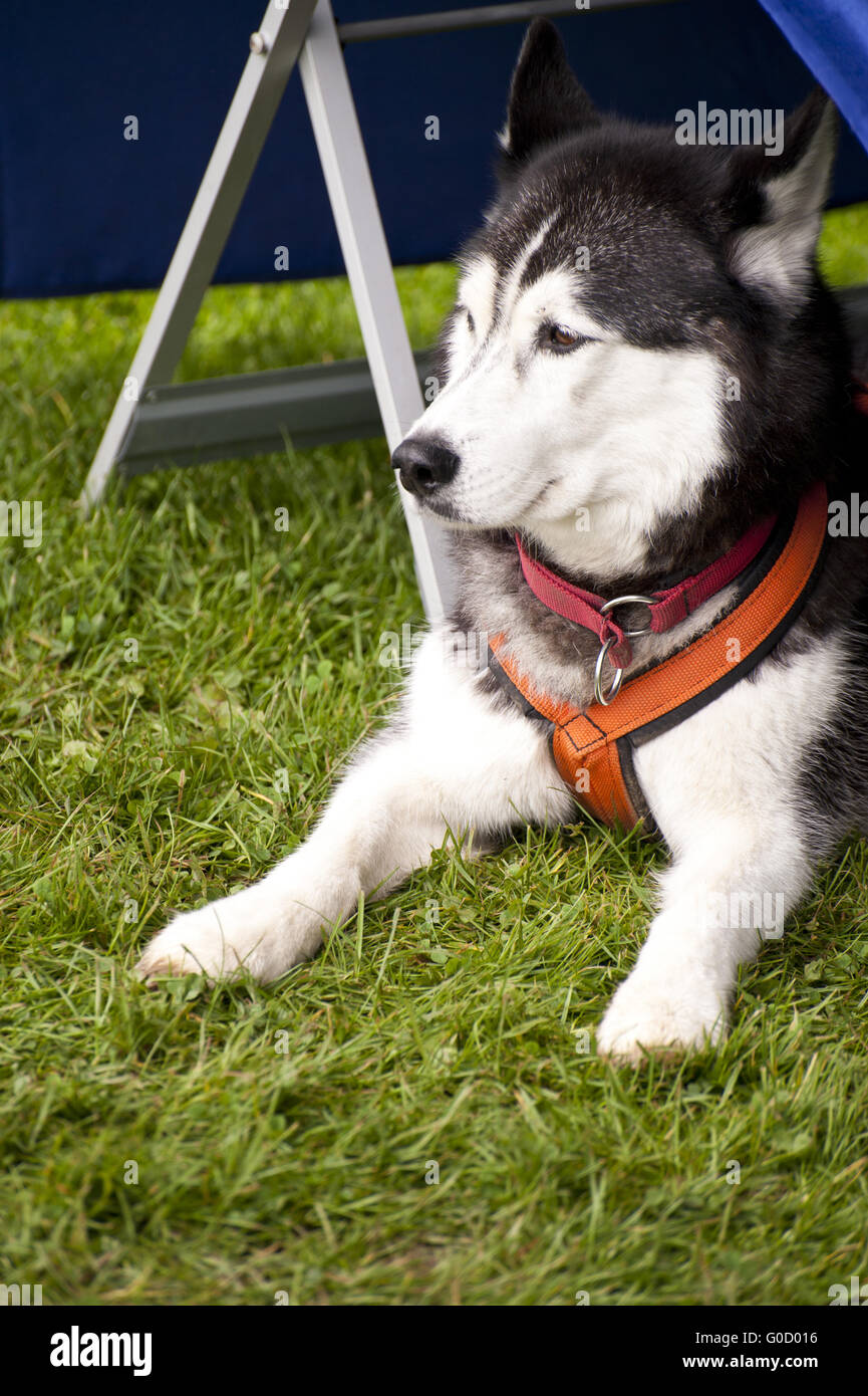 Chien de traîneau Banque D'Images