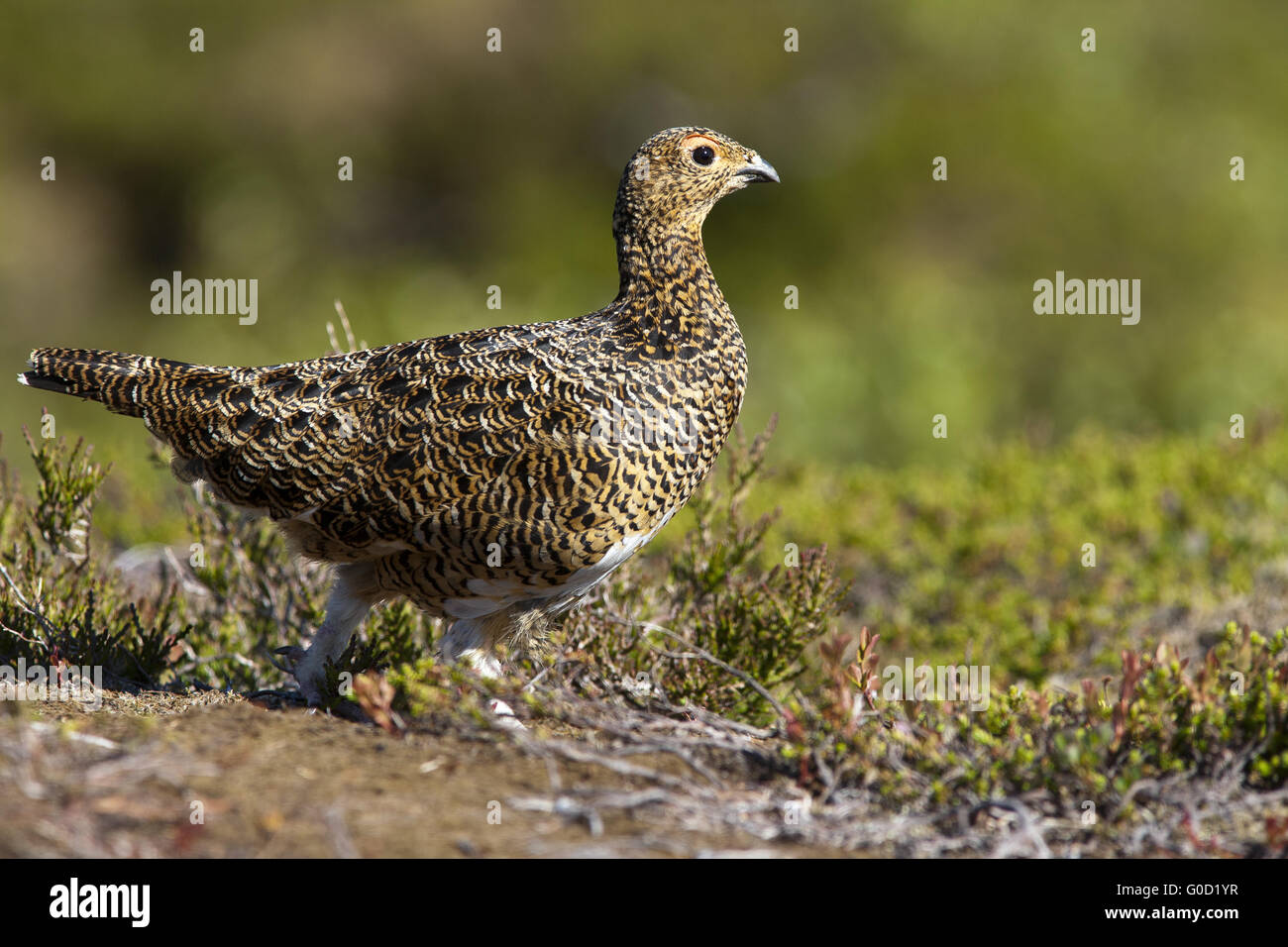 Lagopède plumage en été femelle Banque D'Images