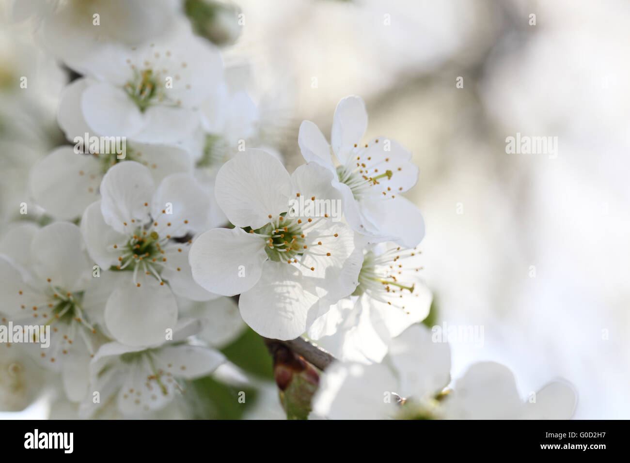 Fleur Banque D'Images