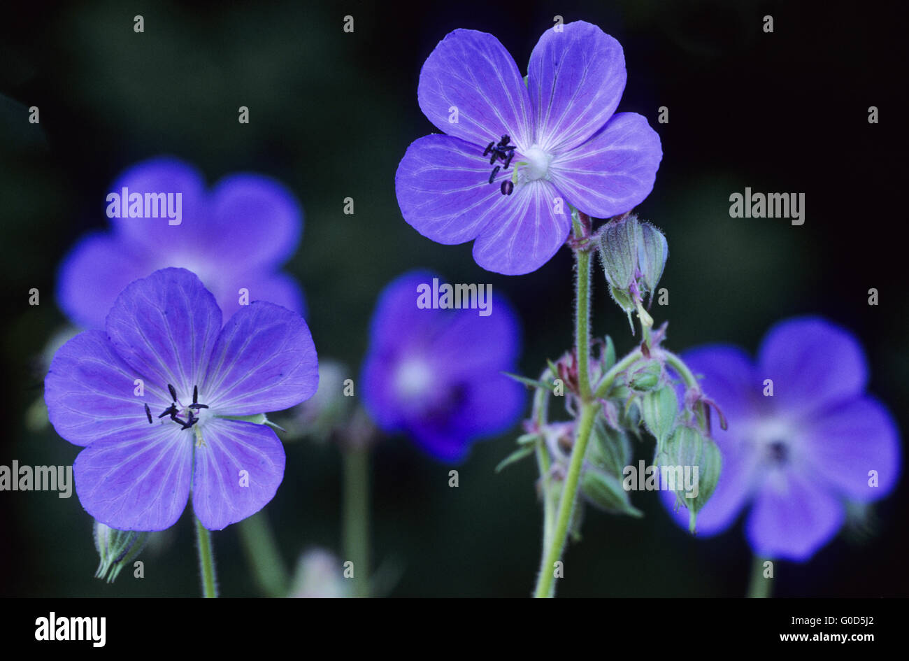 Géranium sanguin pré pollinisées souvent des abeilles. Banque D'Images