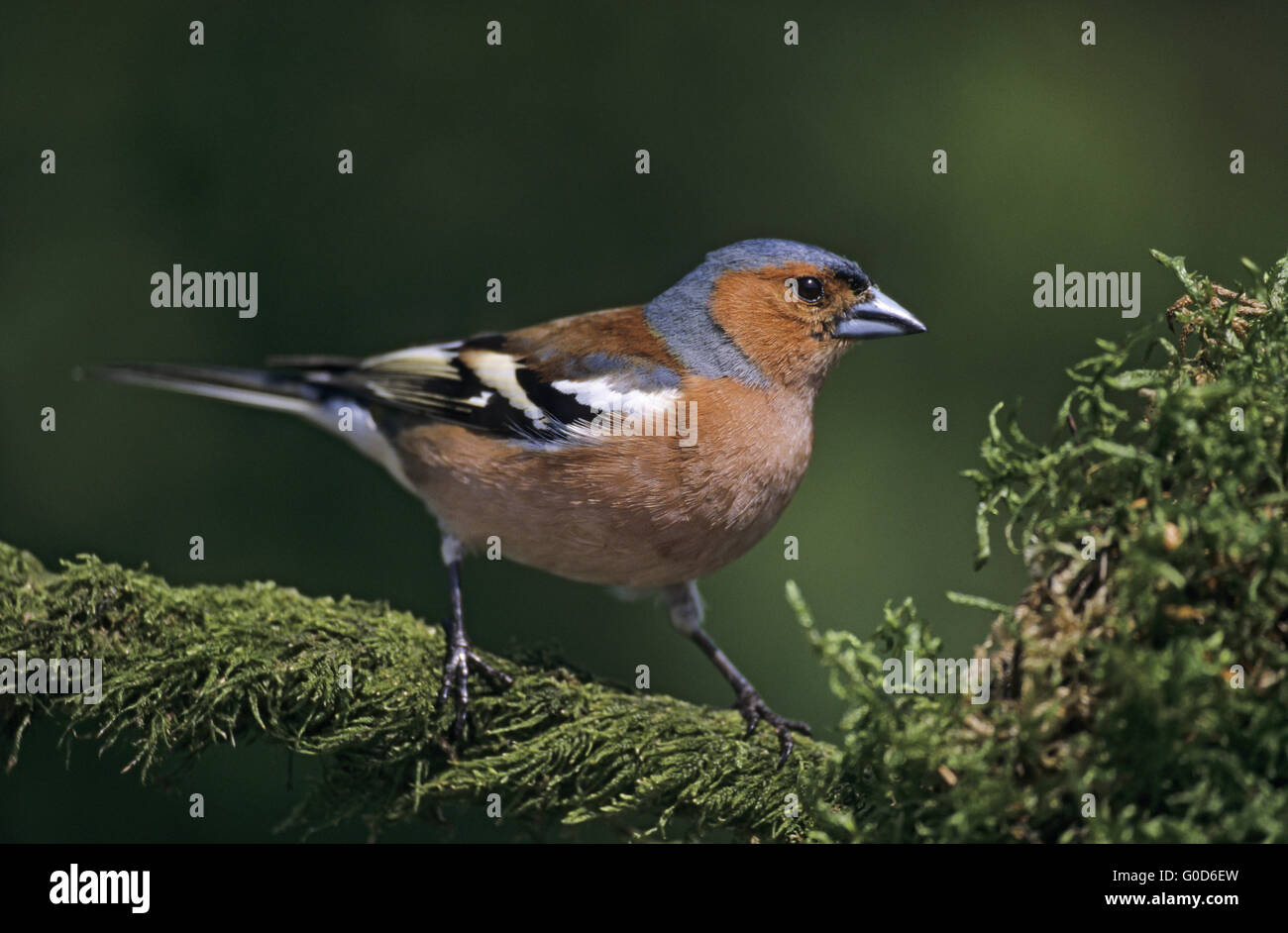 Chaffinch commun mâle adulte en plumage nuptial Banque D'Images