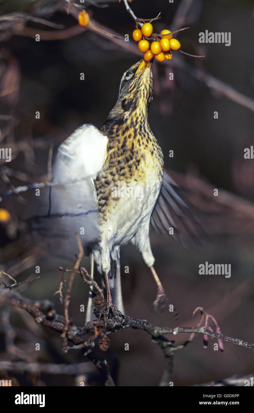 Adultes Fieldfare oiseau mange l'Argousier Banque D'Images