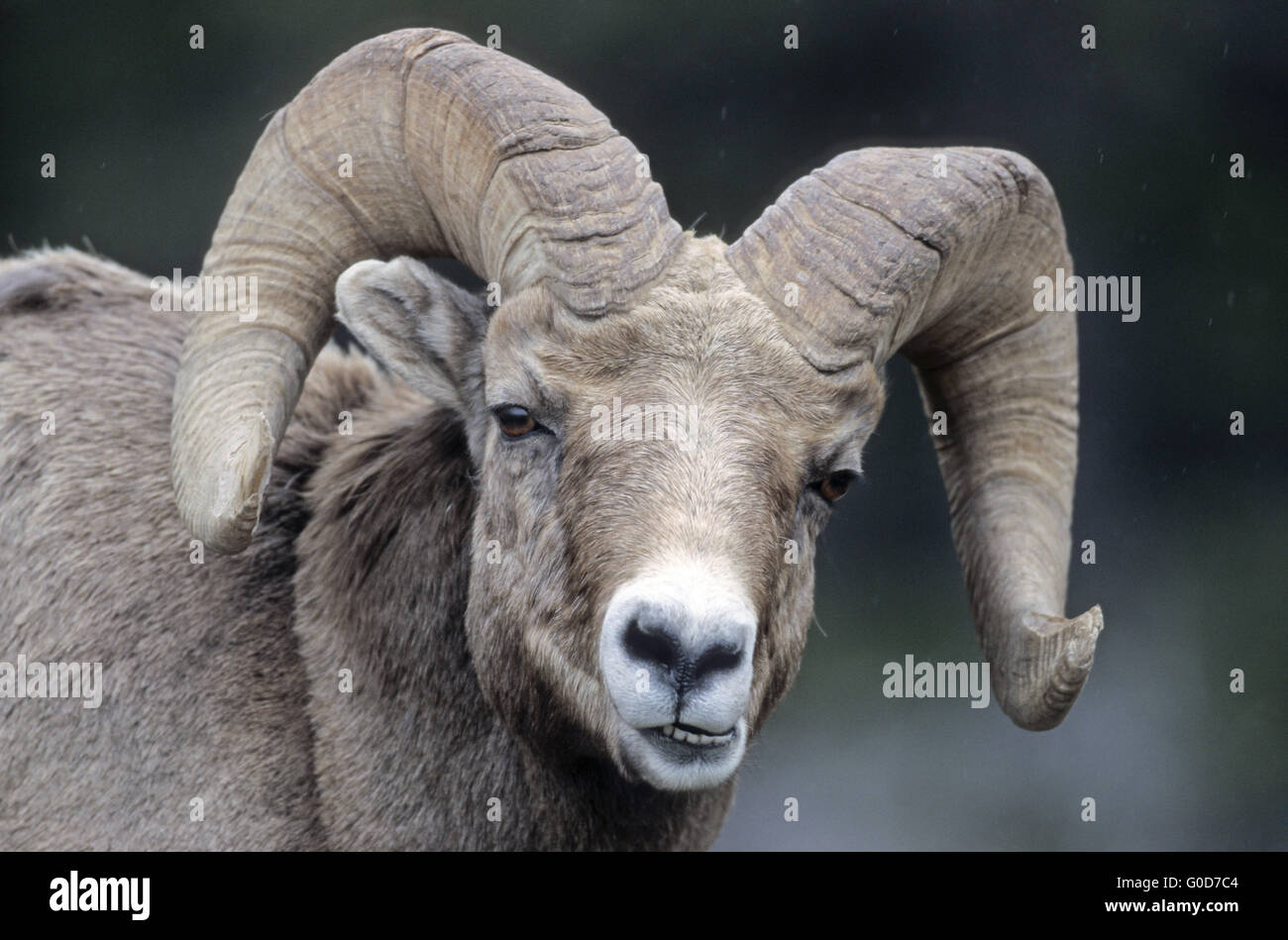 Portrait d'un mouflon ram Banque D'Images