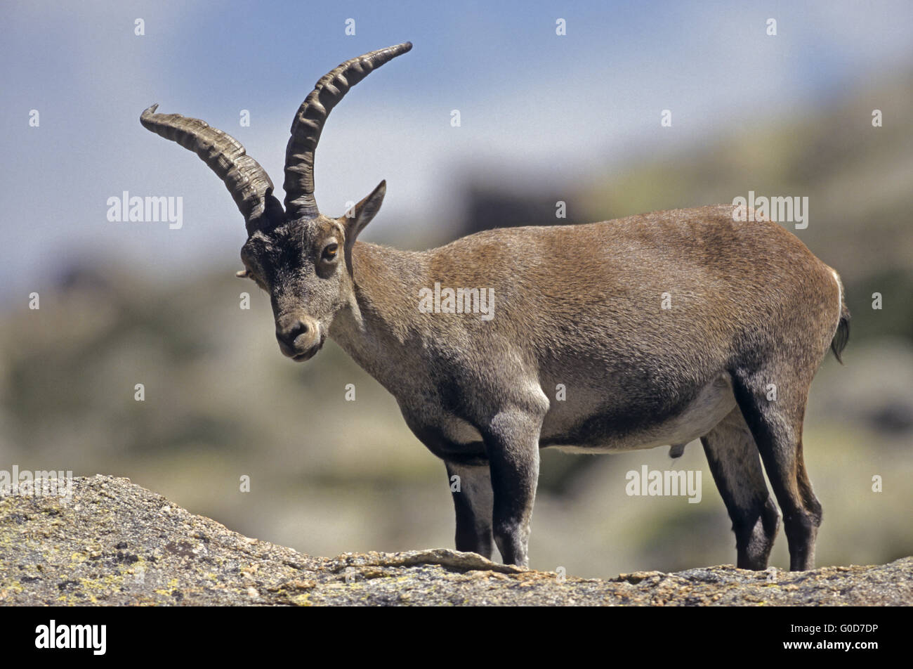 Le bouquetin ibérique buck se dresse sur un rocher shelte Banque D'Images