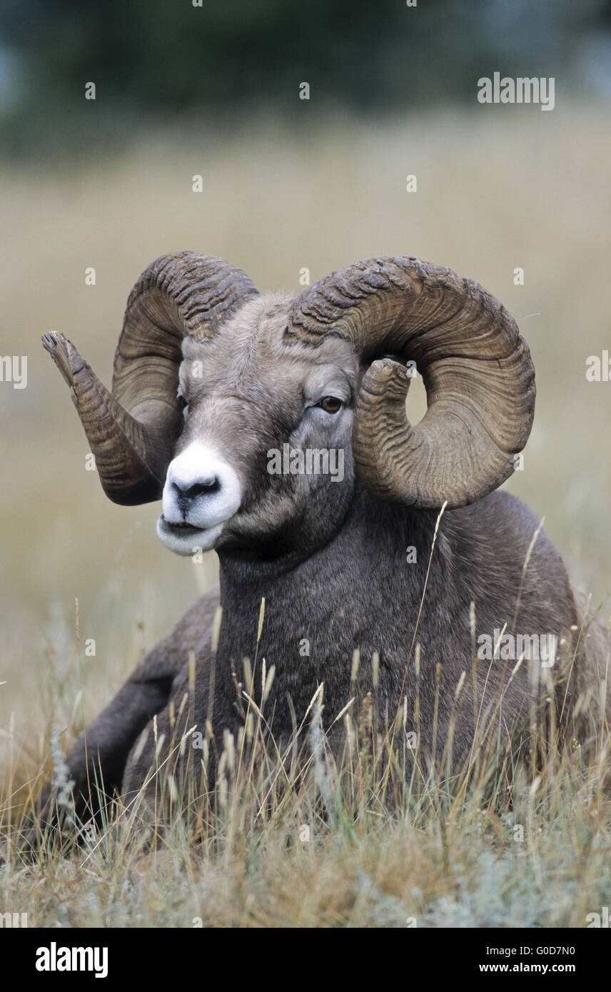 Portrait d'un mouflon ram Banque D'Images