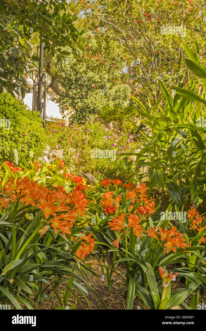 Clivia fleurs dans les jardins colorés Monte Carl Banque D'Images