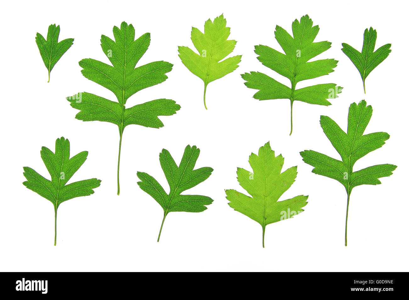 Les feuilles d'aubépine (Crataegus Photo Stock - Alamy