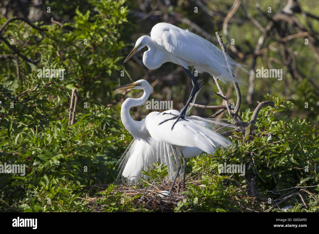 Grear Egret Banque D'Images