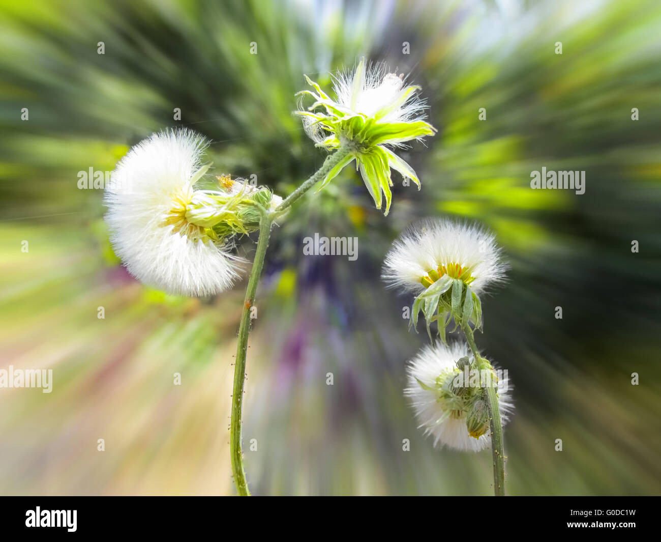 Fleurs de pissenlit dans le vent Banque D'Images