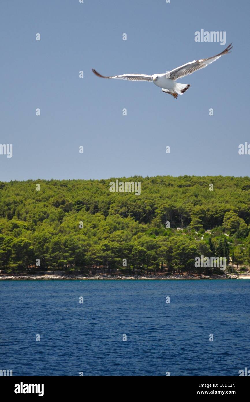 Mouette blanche avec des ailes propagation voler contre un ciel bleu. La Croatie Banque D'Images