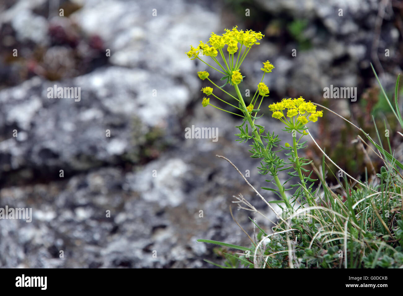 L'euphorbe cyprès, Euphorbia cyparissias Banque D'Images