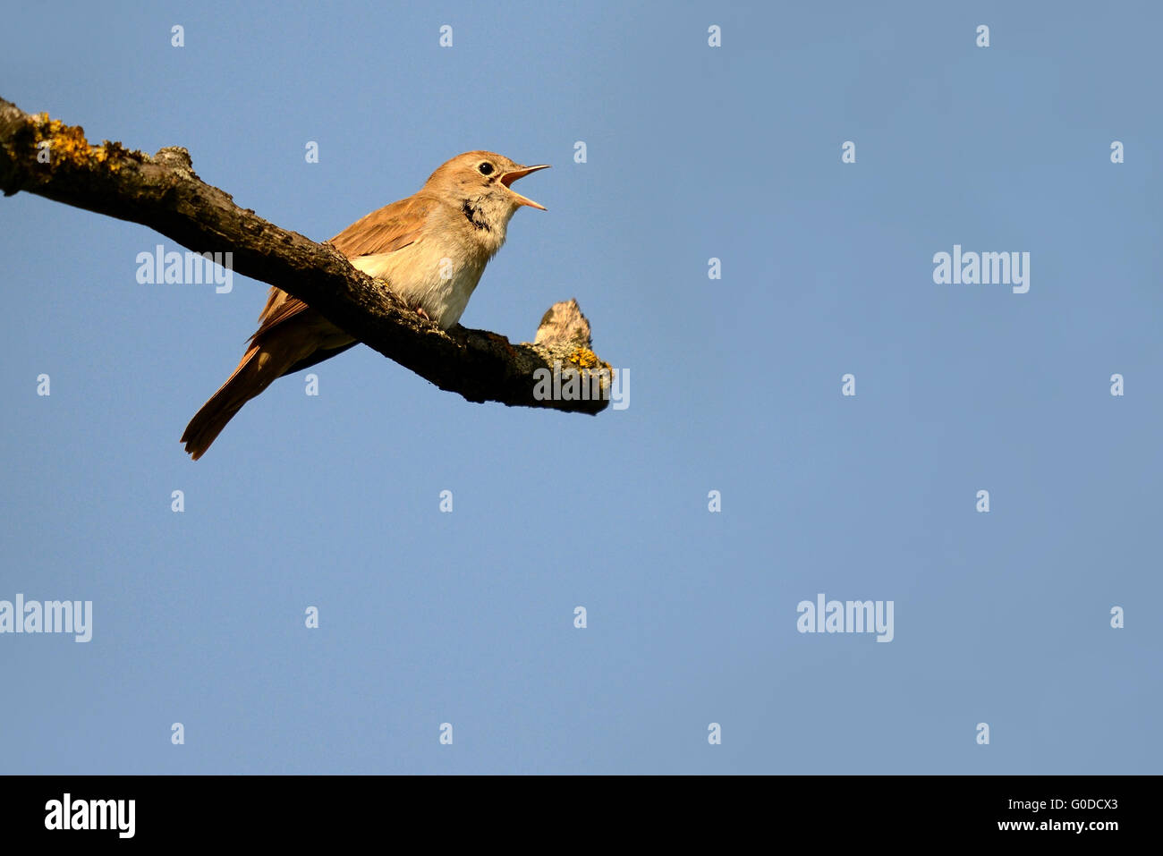 Nightingale Banque D'Images